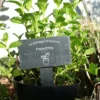 Mini-ardoise Pour Plante Personnalisable - Potager