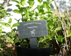 Mini-ardoise Pour Plante Personnalisable - Potager