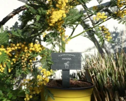 Mini-ardoise Pour Plante Personnalisable - Potager -Cadeaux Boutique 32da5591d64129bbe590e8cbd925b69e9abc44d27b77a61ff1dfd0b185b921993