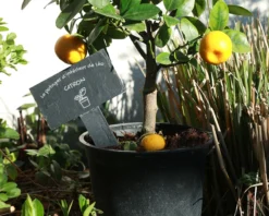 Mini-ardoise Pour Plante Personnalisable - Potager -Cadeaux Boutique ca3e5eb7a8d0ba5df7ef8fc28e6b996633046624b5abe92855e8434b1f9621992